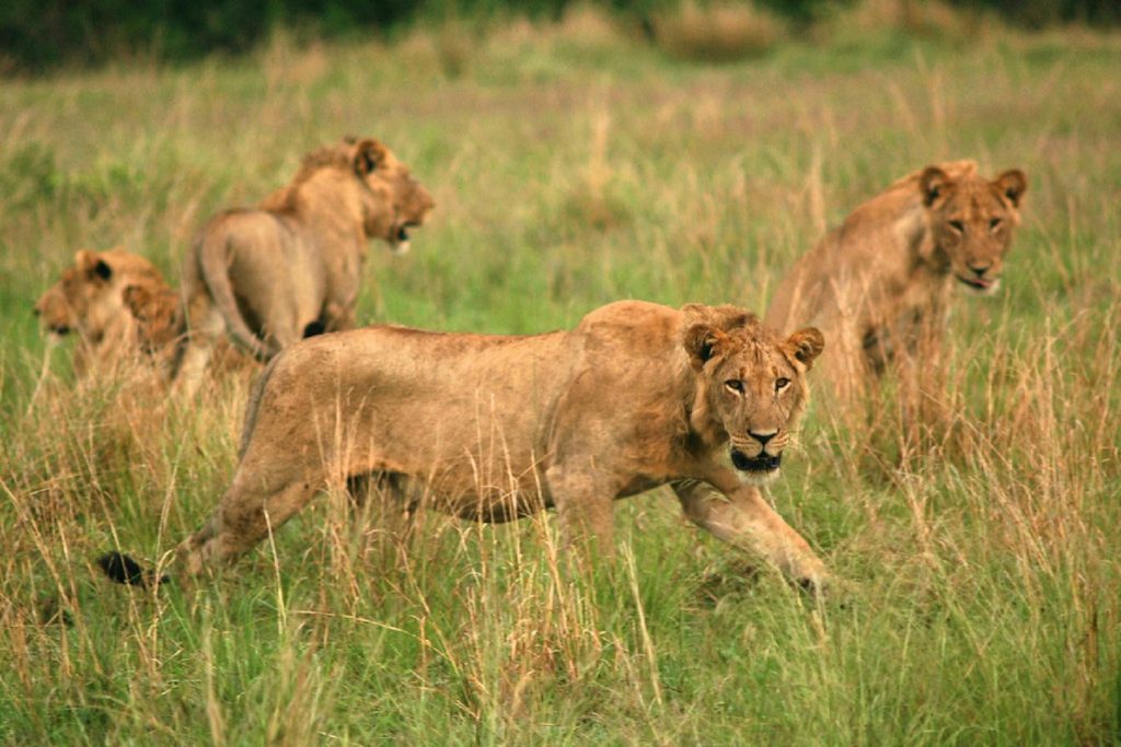 Queen Elizabeth National Park